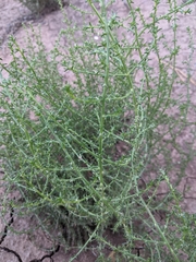 Salsola australis