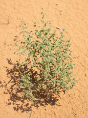 Dicoria canescens
