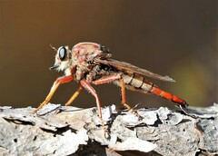 Proctacanthus heros
