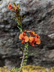 Dillwynia sericea