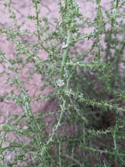 Salsola australis
