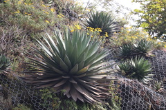 Agave horrida