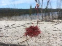 Drosera