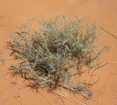 Sophora stenophylla