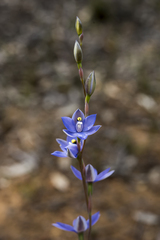 Thelymitra graminea