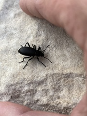 Tenebrioninae