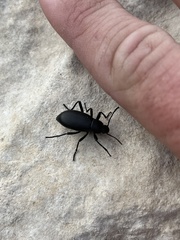 Tenebrioninae