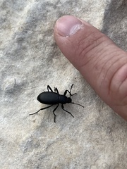 Tenebrioninae