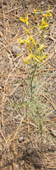 Senecio spartioides