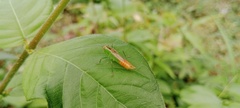 Conocephalus saltator