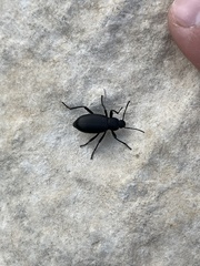 Tenebrioninae