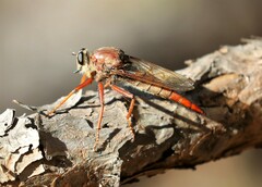 Proctacanthus heros