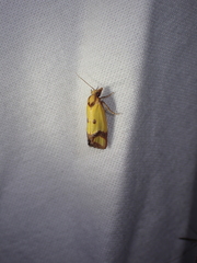 Agapeta zoegana