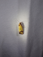 Agapeta zoegana