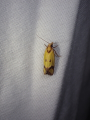 Agapeta zoegana