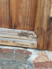 Sceloporus malachiticus