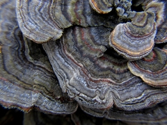 Trametes versicolor