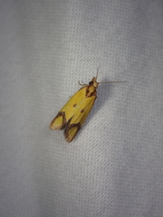 Agapeta zoegana