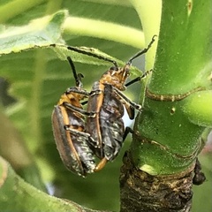 Poneridia semipullata