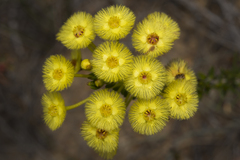 Verticordia chrysantha