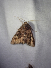 Euplexia