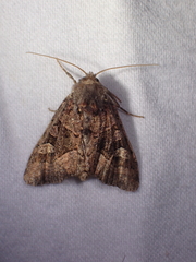Euplexia