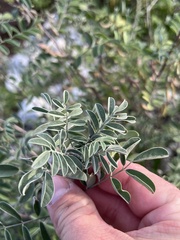 Indigofera lindheimeriana