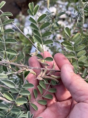 Indigofera lindheimeriana