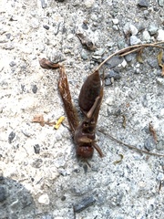 Polistes gigas