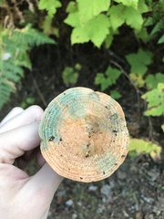 Lactarius deliciosus