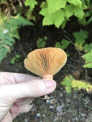 Lactarius deliciosus