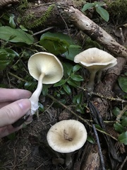 Ampulloclitocybe avellaneialba