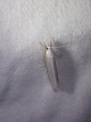 Crambus perlella