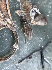 Phoridae