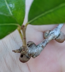 Disholcaspis quercusvirens