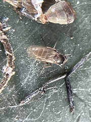 Phoridae