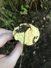 Suillus tomentosus
