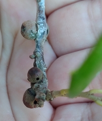 Disholcaspis quercusvirens