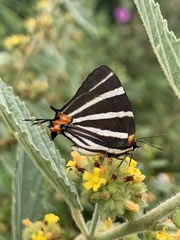 Panthiades bathildis