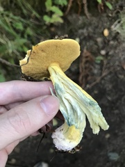 Suillus tomentosus
