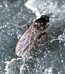 Phoridae