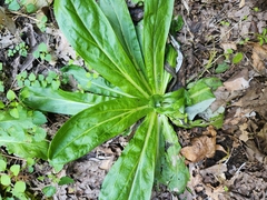 Micranthes micranthidifolia
