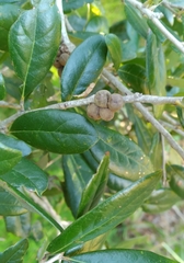 Disholcaspis quercusvirens