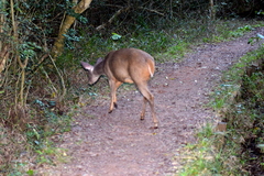 Mazama gouazoubira
