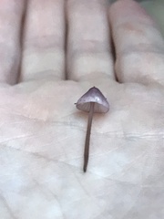 Mycena purpureofusca