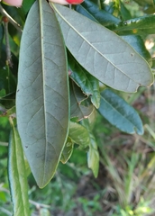 Disholcaspis quercusvirens