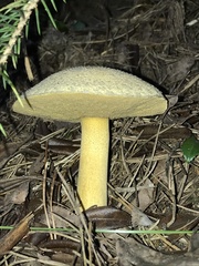 Suillus tomentosus