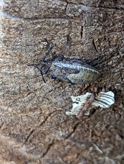 Anasa tristis