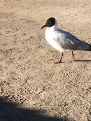 Chroicocephalus serranus