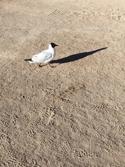 Chroicocephalus serranus